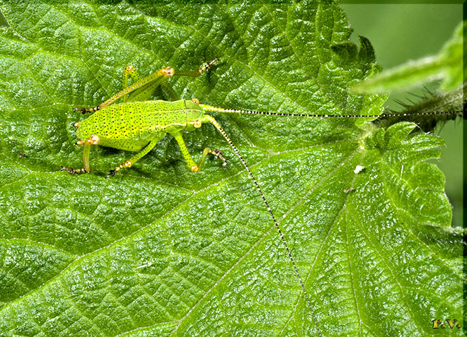  Leptophyes punctatissima  Phaneropteridae 