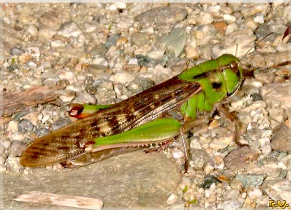 Cavalletta migratrice Locusta migratoria  Acrididae 