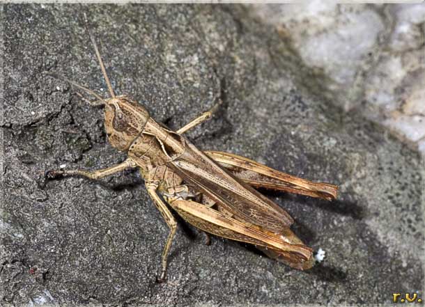  Myrmeleotettix maculatus  Acrididae 