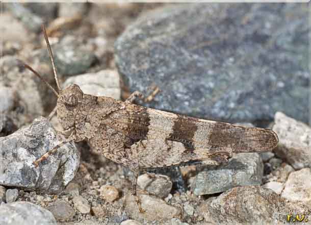 Edipoda celeste Oedipoda coerulescens  Acrididae 