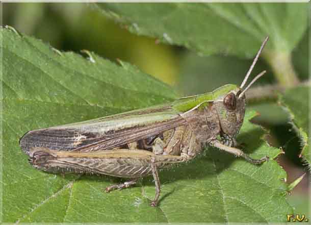  Omocestus rufipes  Acrididae 