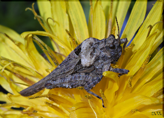 Tetrix meridionale Paratettix meridionalis  Tetrigidae 