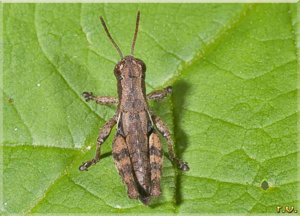 Podisma di Rossi Pezotettix giornai  Acrididae 