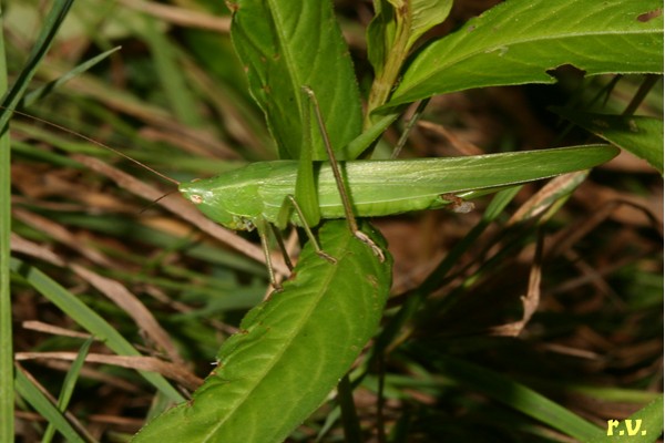  Phaneroptera falcata  Phaneropteridae 
