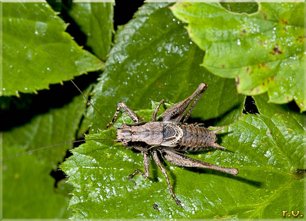 Folidottera cinerea Pholidoptera griseoaptera  Tettigonidae 