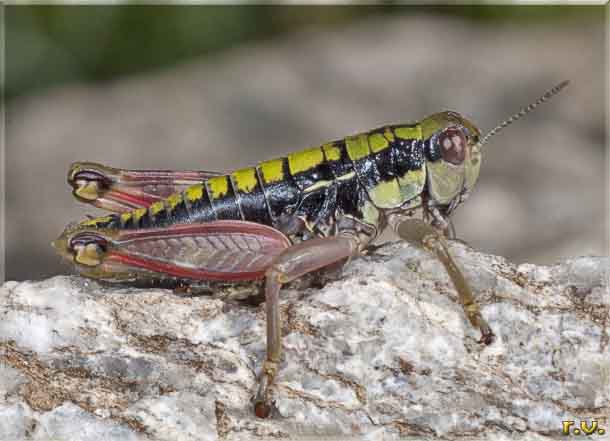 Podisma montana Podisma pedestris  Acrididae 