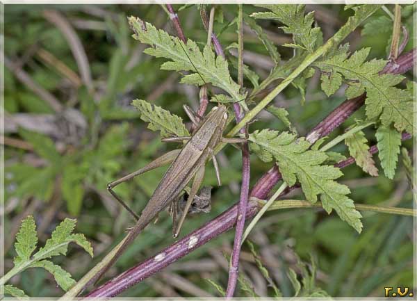 Conocefalo grosso Ruspolia nitidula  Conocephalidae 