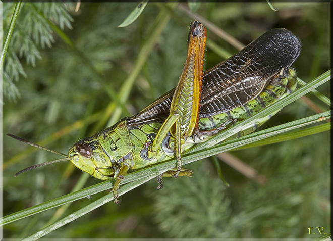  Stauroderus scalaris  Acrididae 