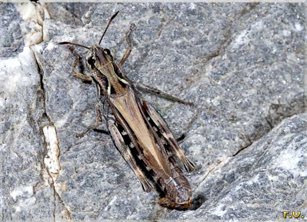  Stenobothrus lineatus  Acrididae 