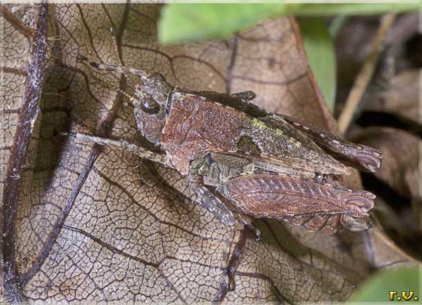 Tetrix bipuntata Tetrix bipunctata  Tetrigidae 
