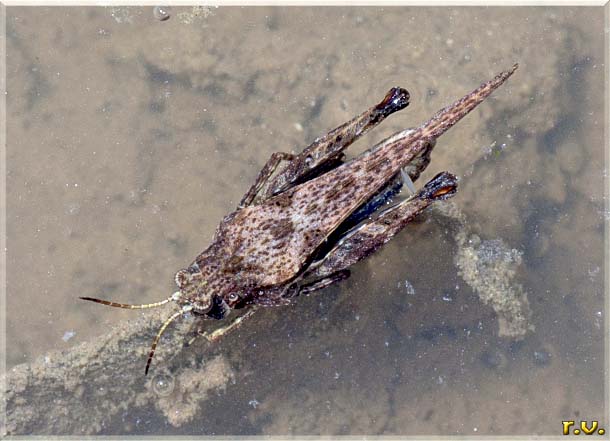 Tetrix dalle antenne sottili Tetrix tenuicornis  Tetrigidae 
