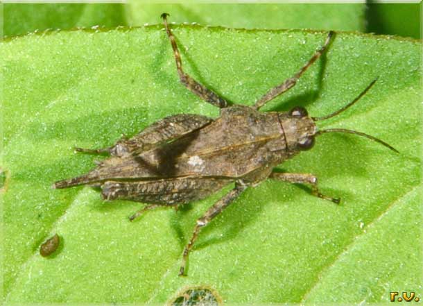  Tetrix undulata  Tetrigidae 