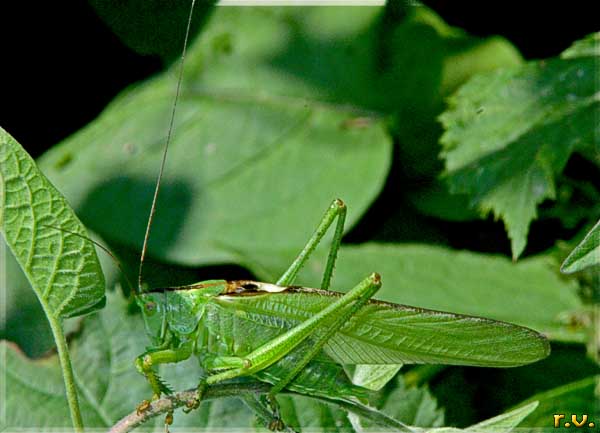 Cavalletta verde Tettigonia viridissima  Tettigonidae 