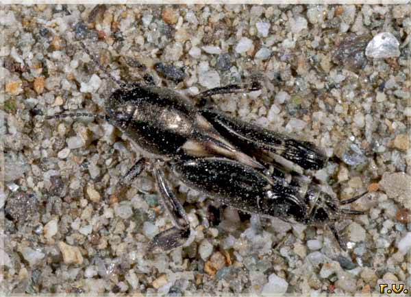 Tridattilo variegato Xya variegata  Tridactylidae 