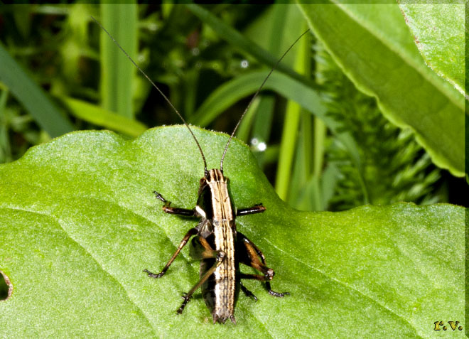 Grillastro di Raimond
 Yersinella raymondi  Tettigonidae 