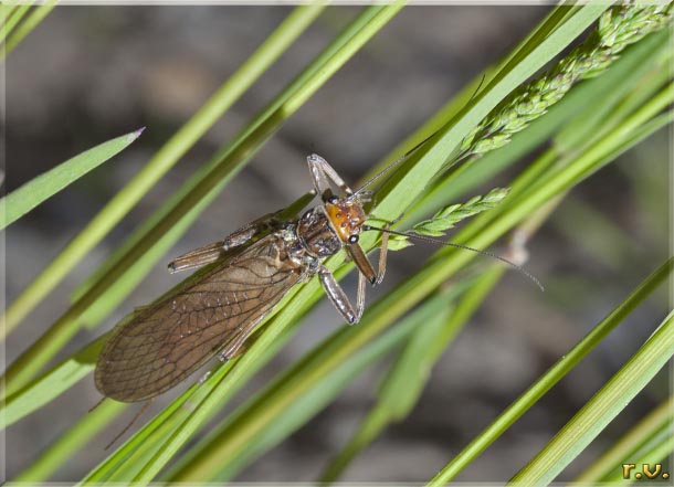 mosca della pietra Dinocras cephalotes  Perlidae 