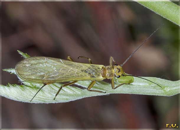  Isoperla grammatica  Perlodidae 