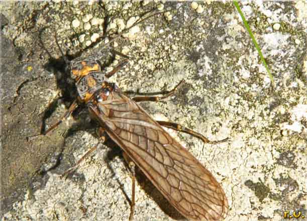  Paragnetina flavotincta  Perlidae 