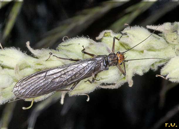  Perla grandis  Perlidae 