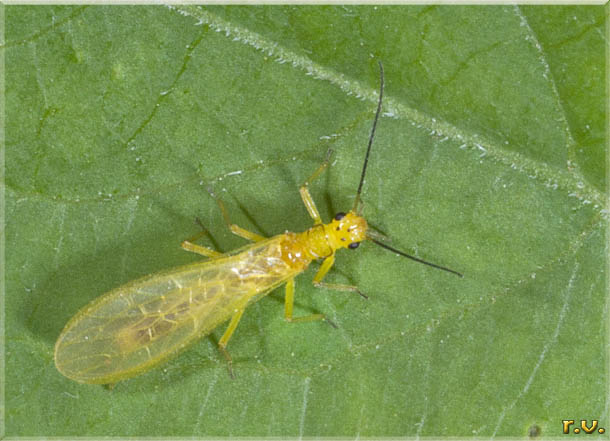  Siphonoperla torrentium  Chloroperlidae 