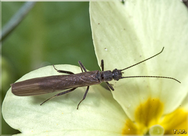  Taeniopteryx nebulosa  Taeniopterygidae 