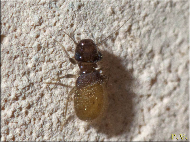  Lepinotus reticulatus  Trogiidae 