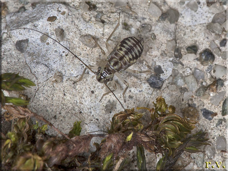  Pseudopsocus meridionalis  Trichopsocidae 