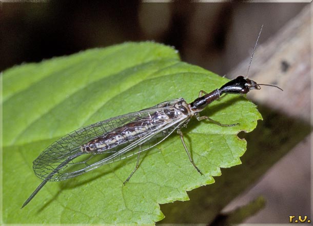  Raphidia notata  Raphidiidae 