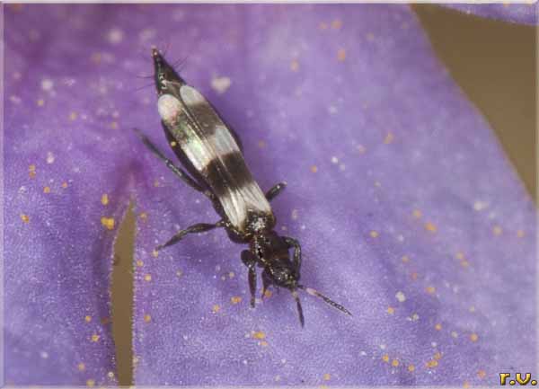  Aeolothrips tenuicornis  Aeolothripidae 