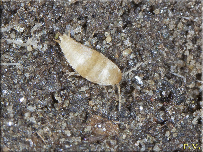 Atelura formicaria  Nicoletiidae 