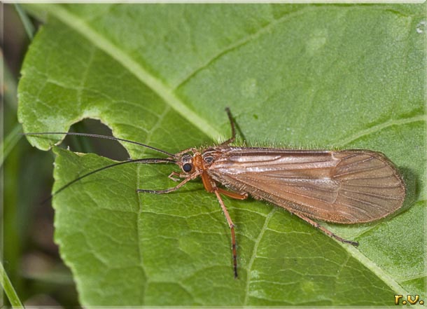  Anabolia nervosa  Limnephilidae 