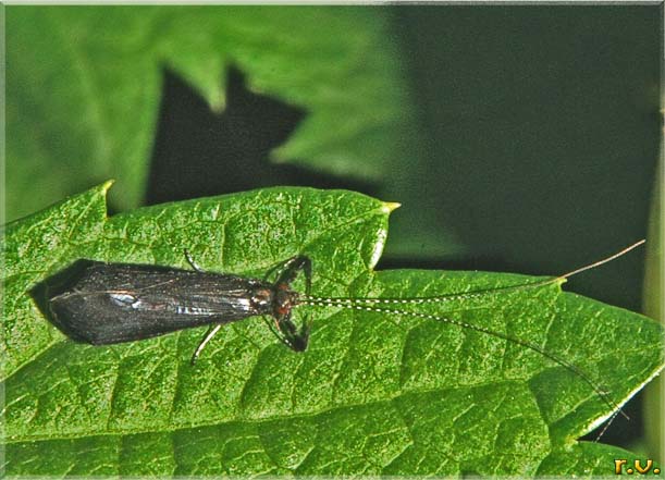 Portasassi Mystacides azurea  Leptoceridae 