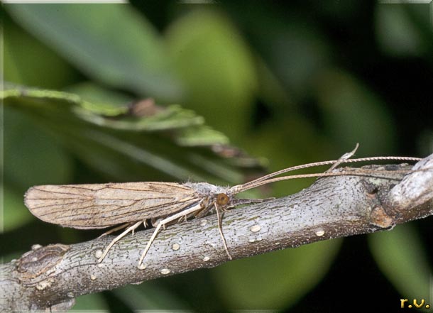  Odontocerum albicorne  Phrygane 