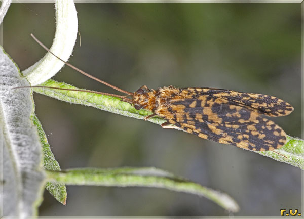  Philopotamus montanus  Philopotamidae 