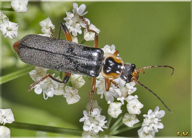 Cantharis nigricans