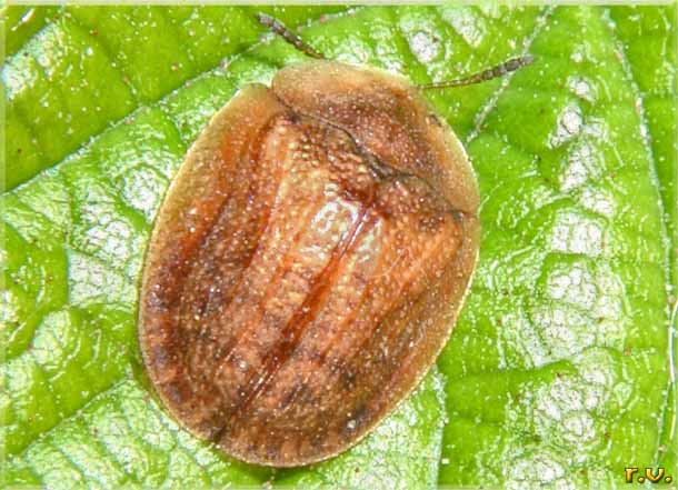  Hypocassida subferruginea  Chrysomelidae 