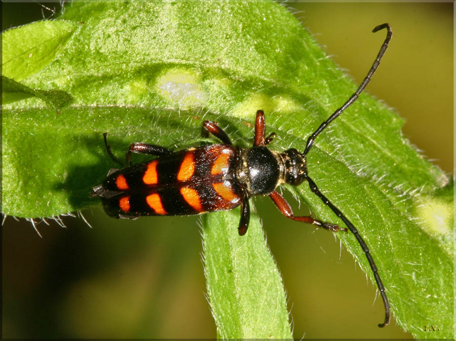  Leptura aurulenta  Cerambycidae 
