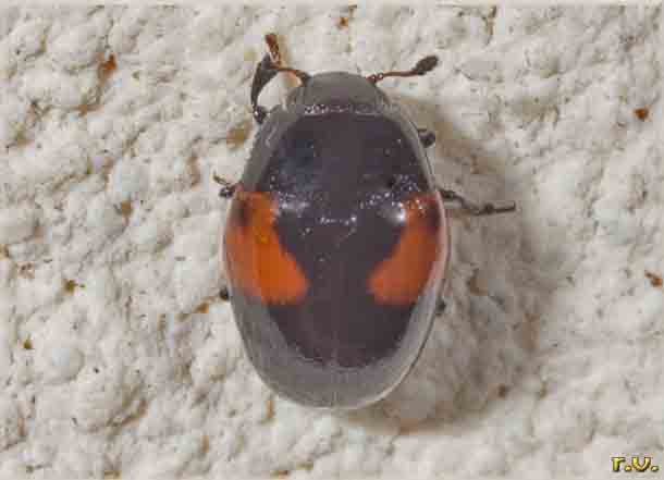  Tritoma bipustulata  Erotylidae 
