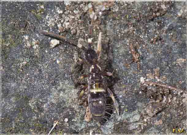  Orchesella cincta  Entomobryidae 