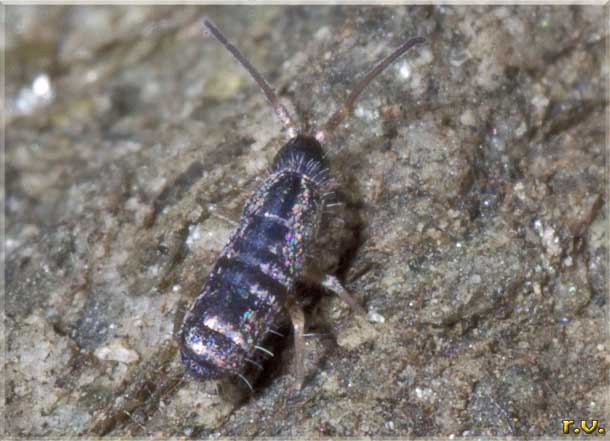  Tomocerus minor  Tomoceridae 