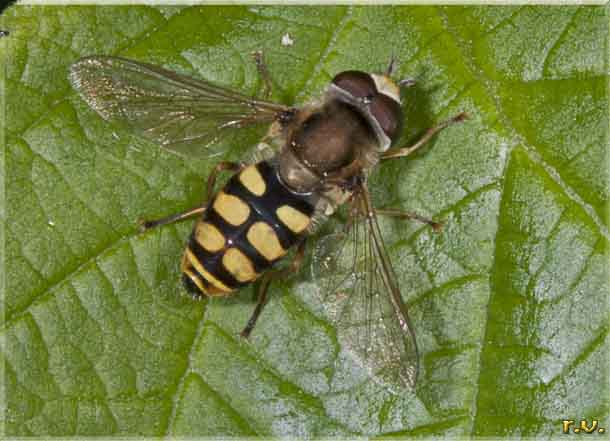  Eupeodes corollae  Syrphidae 