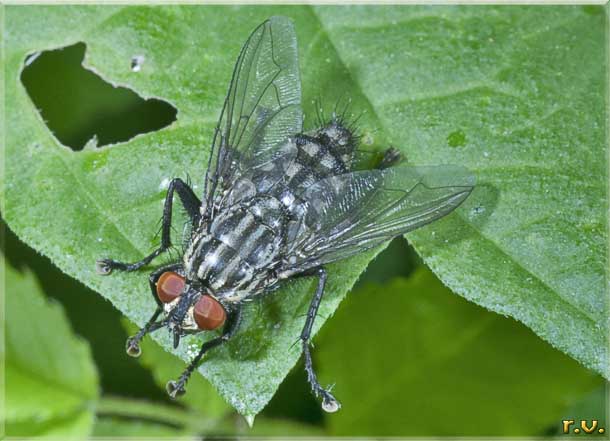  Sarcophaga carnaria  Calliphoridae 