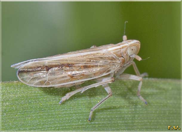  Kelisia punctulum  Delphacidae 