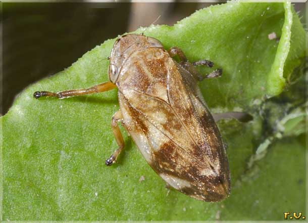 Sputacchina Philaenus spumarius  Aphrophoridae 