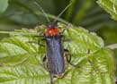 Cantharis_fusca