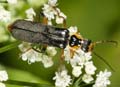 Cantharis_nigricans
