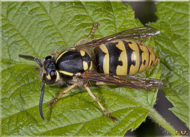  Vespula vulgaris  Vespidae 