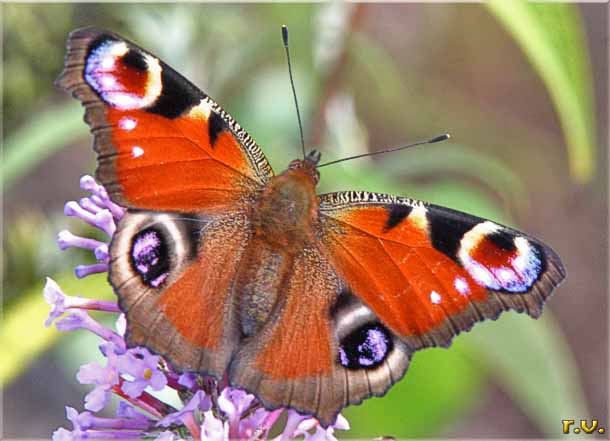 occhio di pavone Inachis io  Nymphalidae 